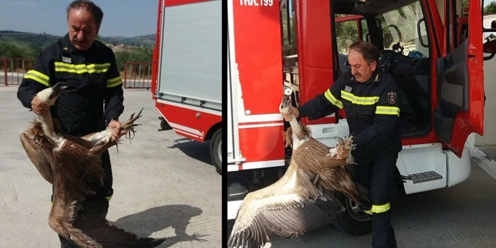 Απίστευτο περιστατικό στην Κρήτη! Γύπας έπεσε πάνω σε λεωφορείο στην εθνική οδό Χανίων – Ρεθύμνου- Βίντεο